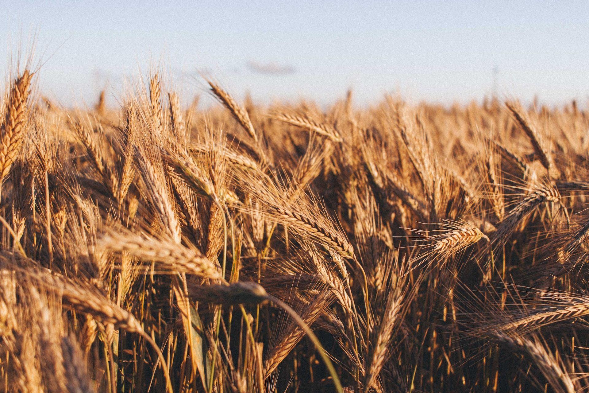 Wheat Commodity Market