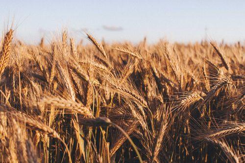 Exploring The Wheat Commodity Market